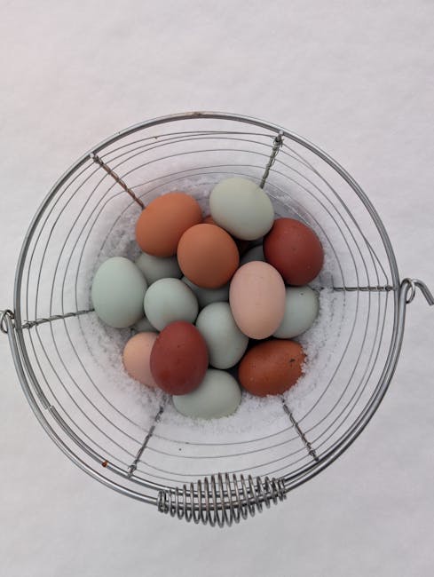 Ethical Eggs, Raised with Purpose: The Mid-States Specialty Eggs Promise